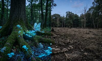 Boelis in Nature: Their Role in Ecosystems and Biodiversity