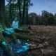 Boelis in Nature: Their Role in Ecosystems and Biodiversity